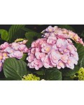 Hydrangea Florentina фото